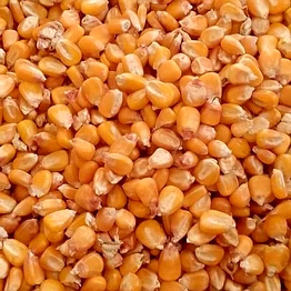 yellow maize