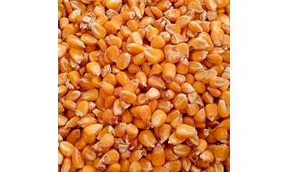 Yellow maize