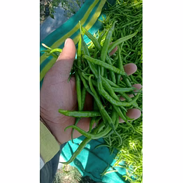 green chillies