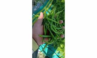 GREEN CHILLIES