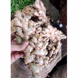 fresh ginger