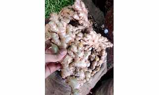 FRESH GINGER