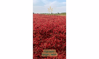 TEJA IPM RED CHILLI