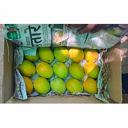 devgad ratnagiri mangoes