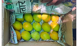 Devgad ratnagiri Mangoes