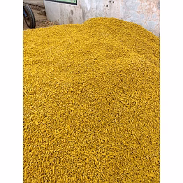 india turmeric fingar