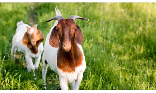 Goat Feed