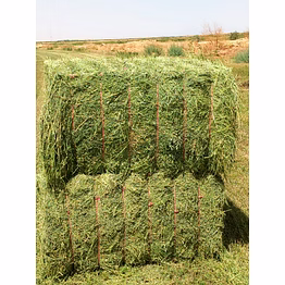 alfalfa hay