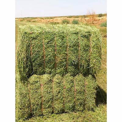 alfalfa hay