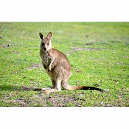 yembroos kangaroo feed