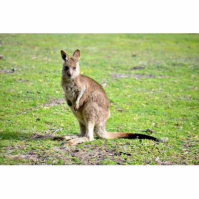 yembroos kangaroo feed