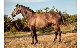 Horse Feed