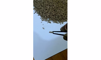 Parrot Feed