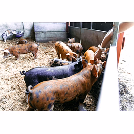 pig concentrates