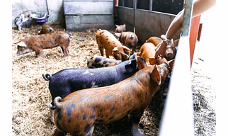 Pig Concentrates