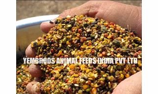 Pigeon Feed