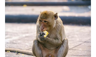 Primate Feed