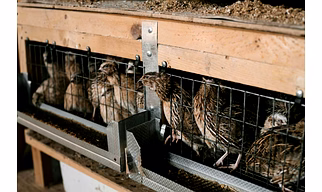 Quail Feed