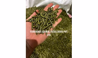 Rabbit Feed