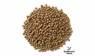 Sheep Feed