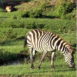 yembroos zebra feed