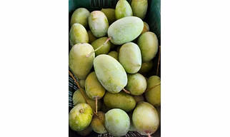 Kesar Mango