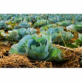 godavari fresh cabbage
