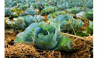 Fresh Cabbage
