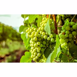 godavari fresh green grapes