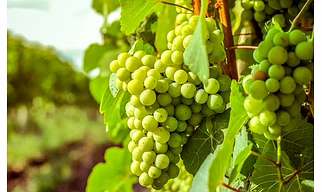 Fresh Green Grapes