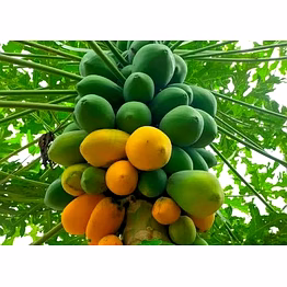 godavari papaya