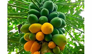 Papaya