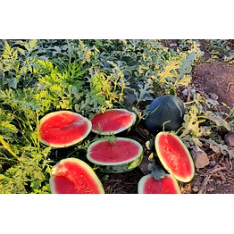 godavari watermelon