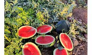 Watermelon