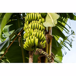 godavari banana