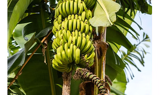 Banana