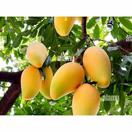 godavari mango