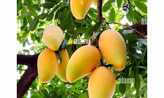 Mango