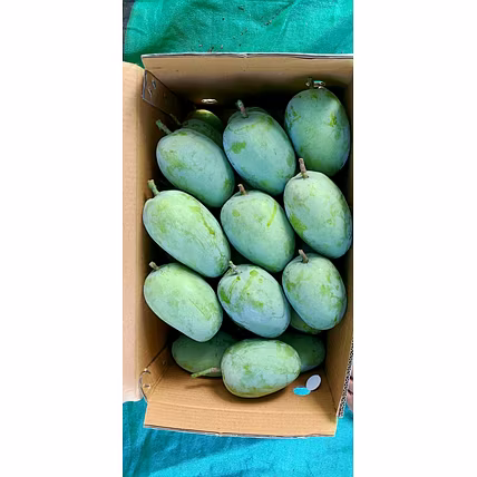 Kesar Mango Talala Gir-2