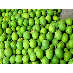 Alphonso Mango
