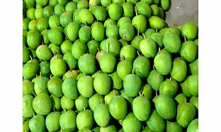 Alphonso Mango