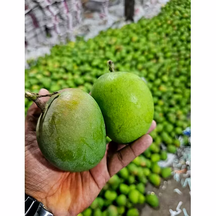 Alphonso Mango-1