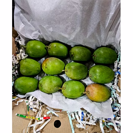 Alphonso Mango-2