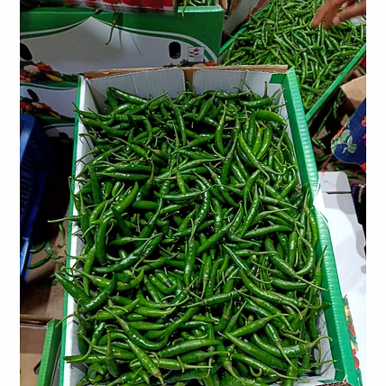 G4 Green Chilli-Buldhana-2