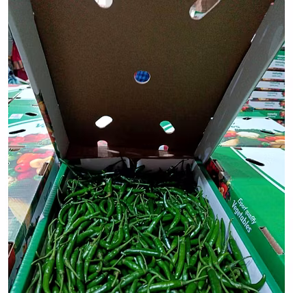 G4 Green Chilli-Buldhana-3