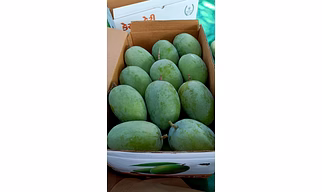 Kesar Mango Talala Gir