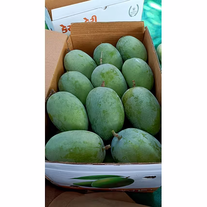 Kesar Mango Talala Gir-12705617