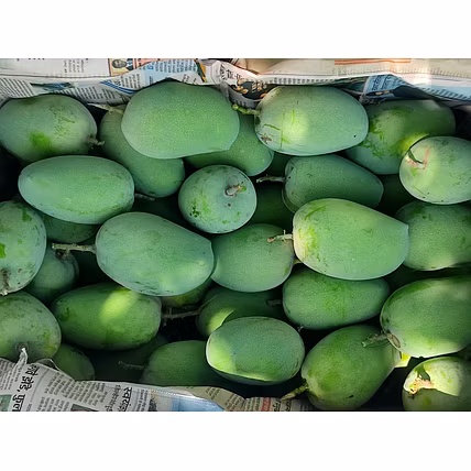 Kesar Mango Talala Gir-1