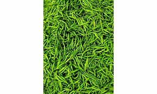 G4 Green Chilli