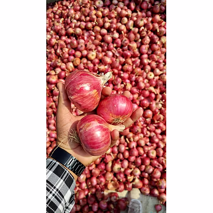 Onion-Manufacturer-1